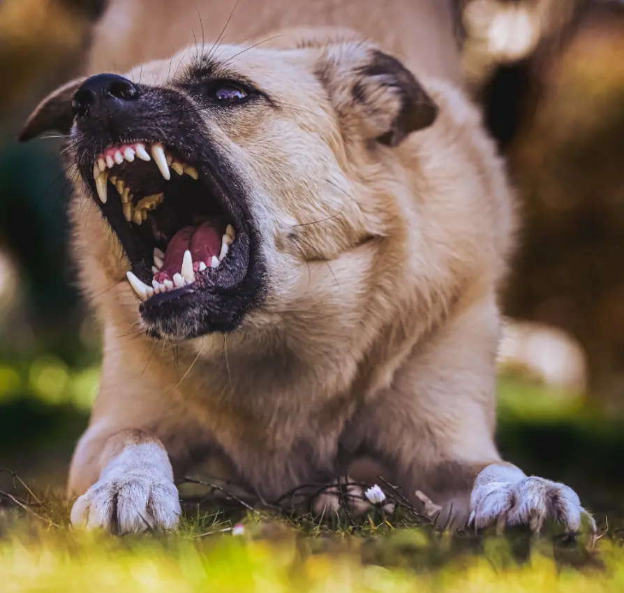 california dog bite attorney