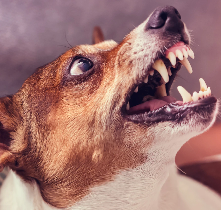 los angeles dog bite attorney