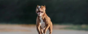 pit bull attack in pomona 1536x600