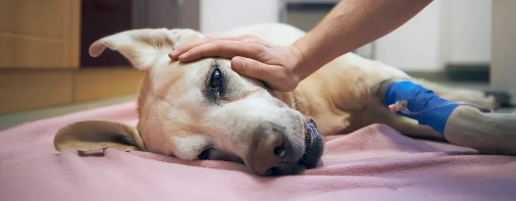 dog ingested meth