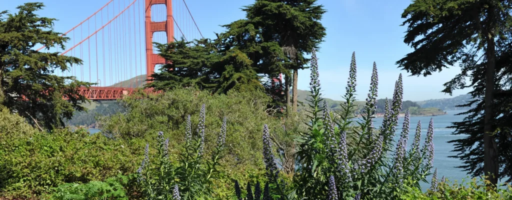 golden gate park accident