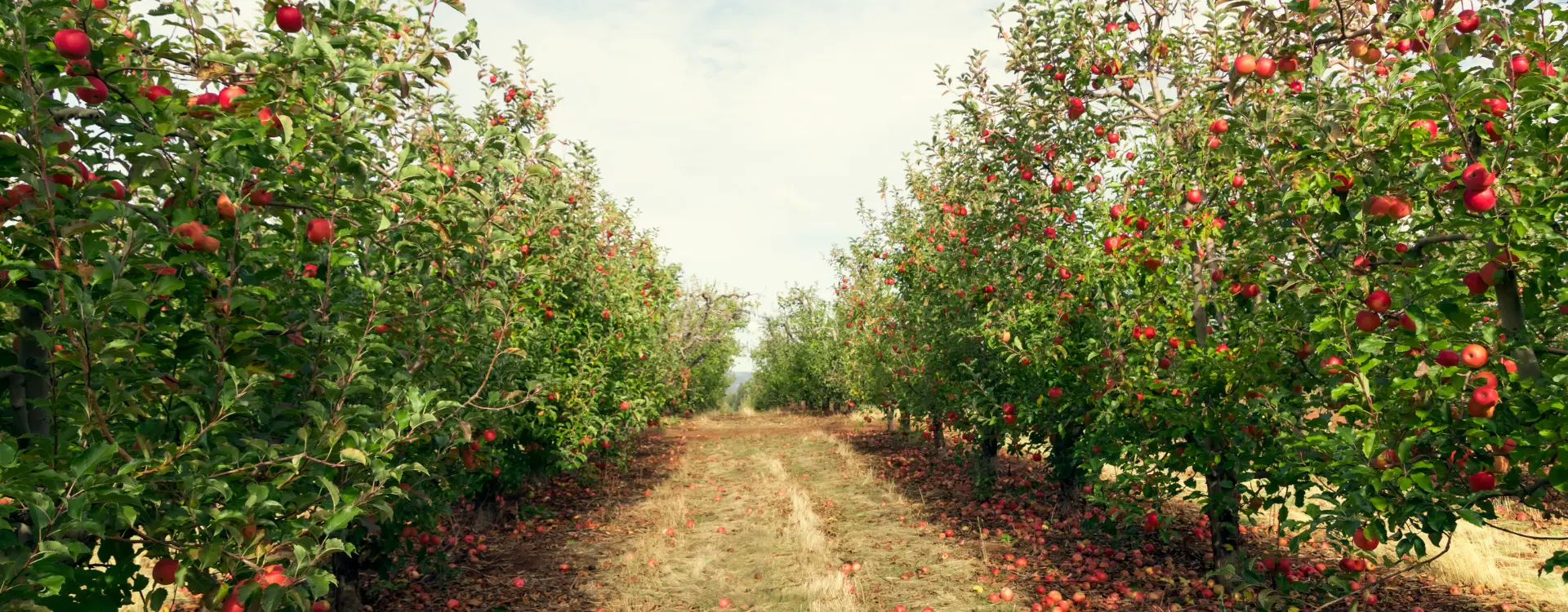 wonderful orchards death