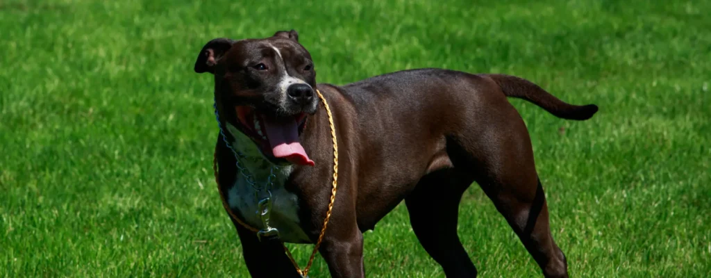 dog attack in compton
