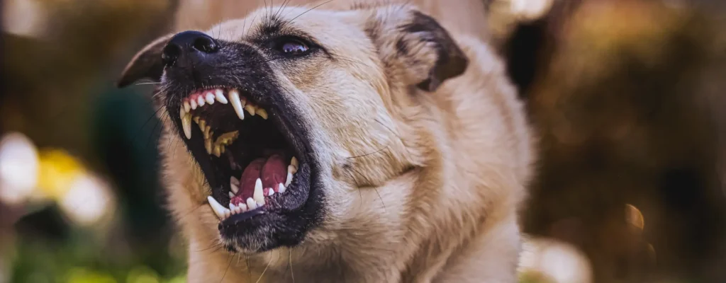 mordida de perro en san leandro