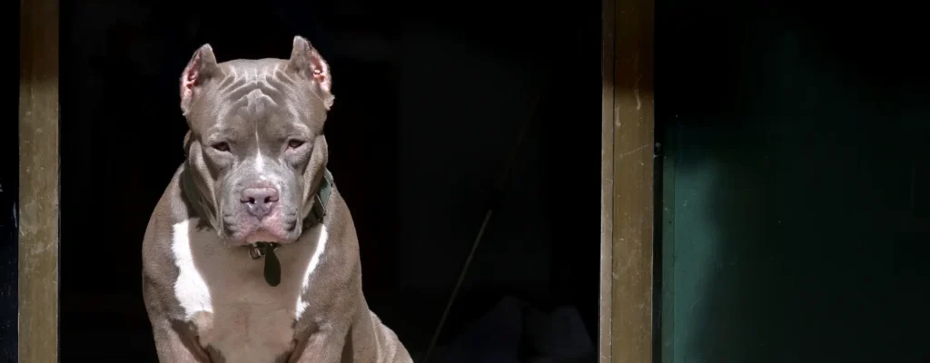 brutal ataque de pitbulls en California