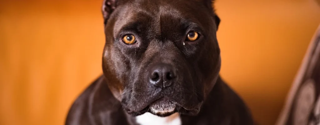Pit Bull Attack at San Bernardino Park